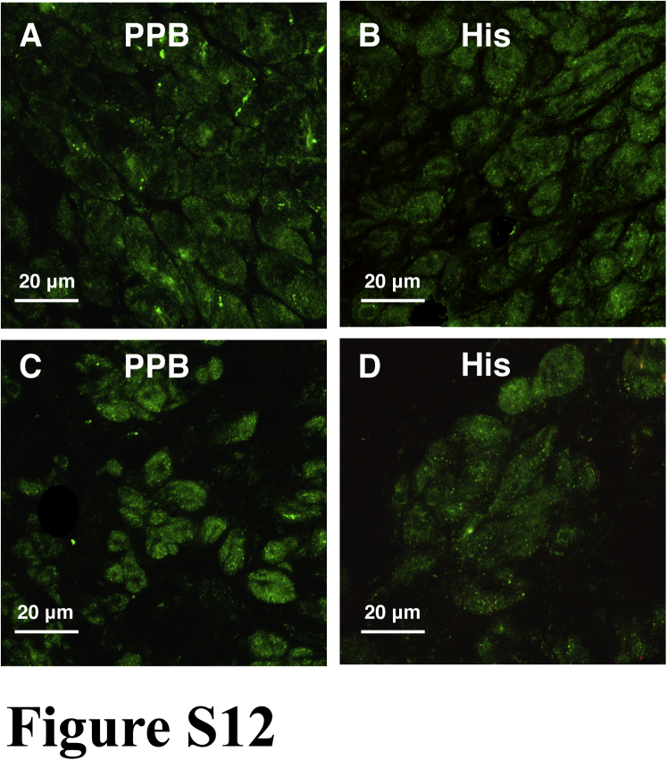 Supplemental Figure 12