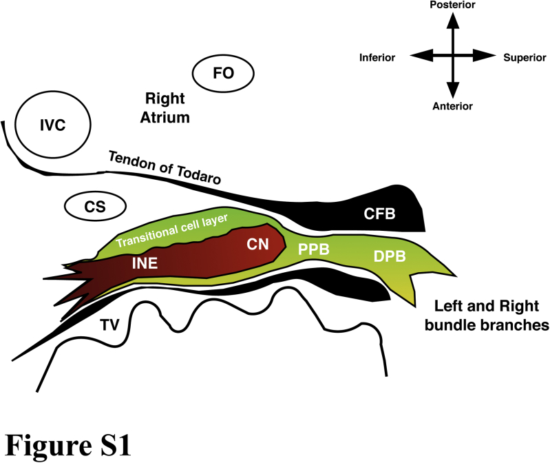 Supplemental Figure 1