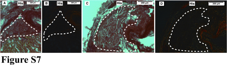 Supplemental Figure 7