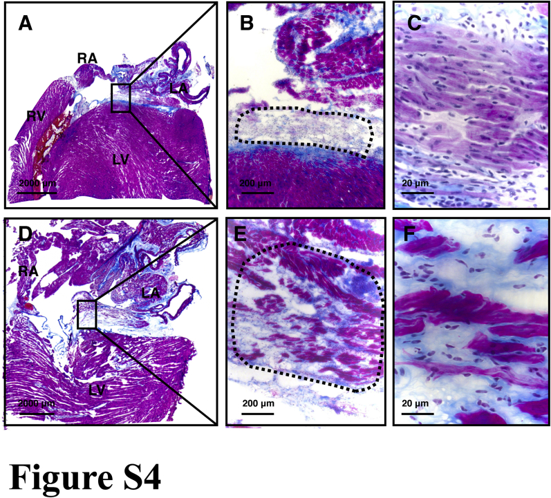 Supplemental Figure 4