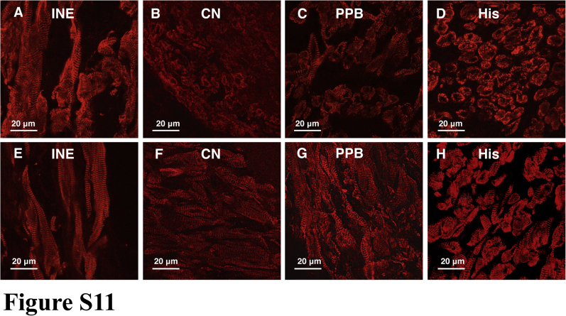 Supplemental Figure 11