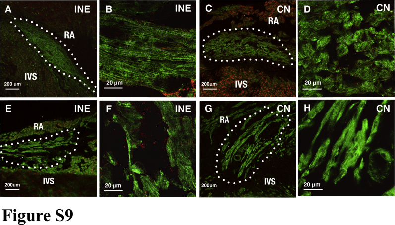 Supplemental Figure 9