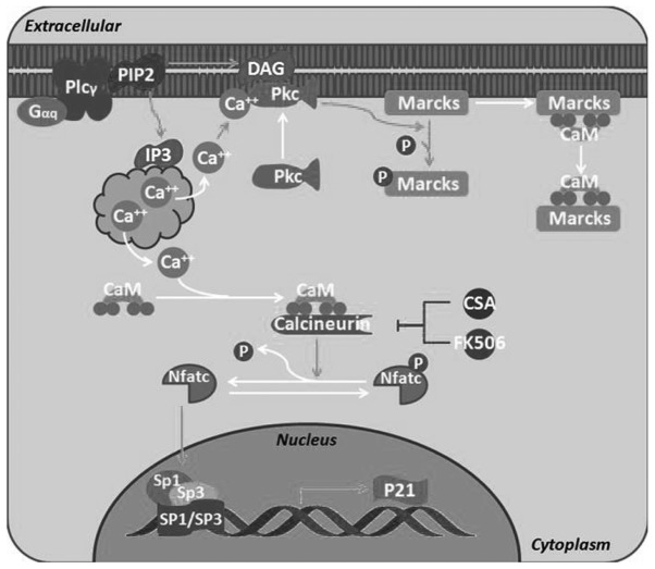 Figure 5