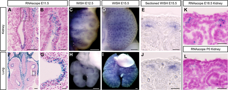 Fig. 1: