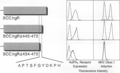 graphic file with name pnas01098-0068-a.jpg