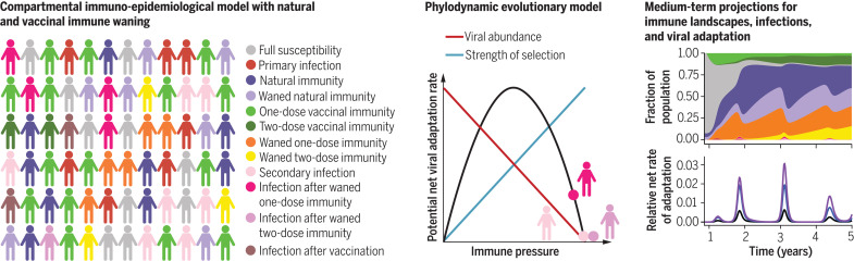 The relative robustness of one- or two-dose vaccinal immunity and natural immunity shape future epidemiological and evolutionary outcomes for SARS-CoV-2.