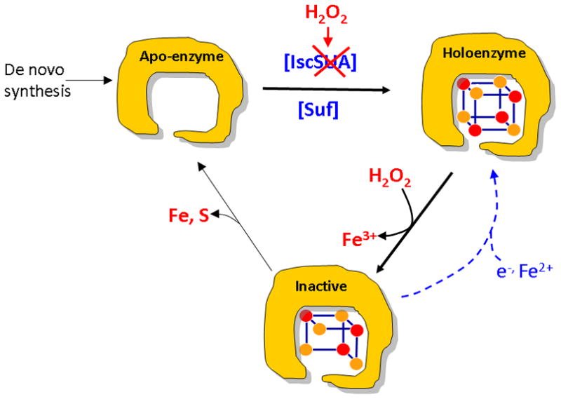 Figure 11