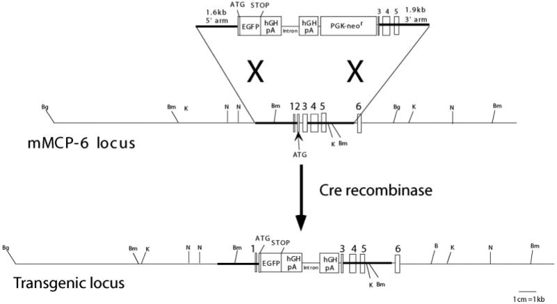 FIGURE 1