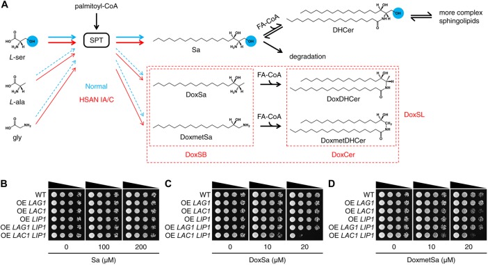 FIGURE 1: