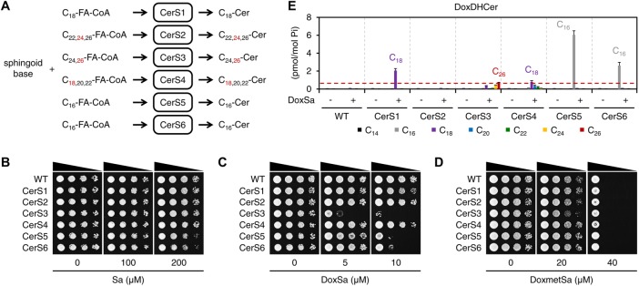 FIGURE 2: