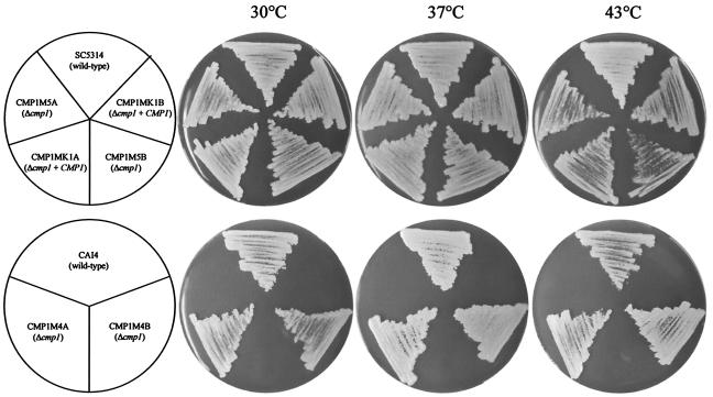 FIG. 4.