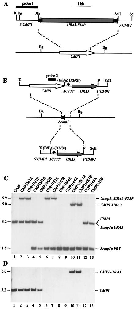 FIG. 2.