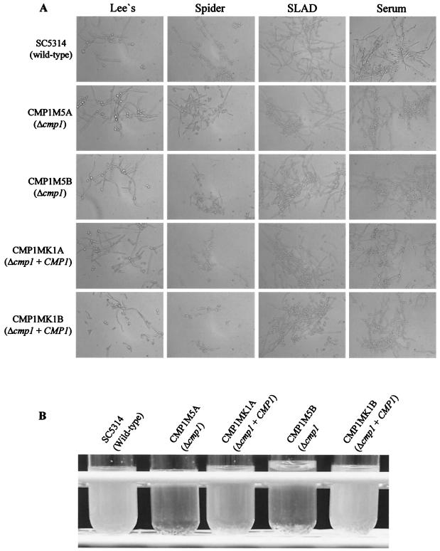 FIG. 6.