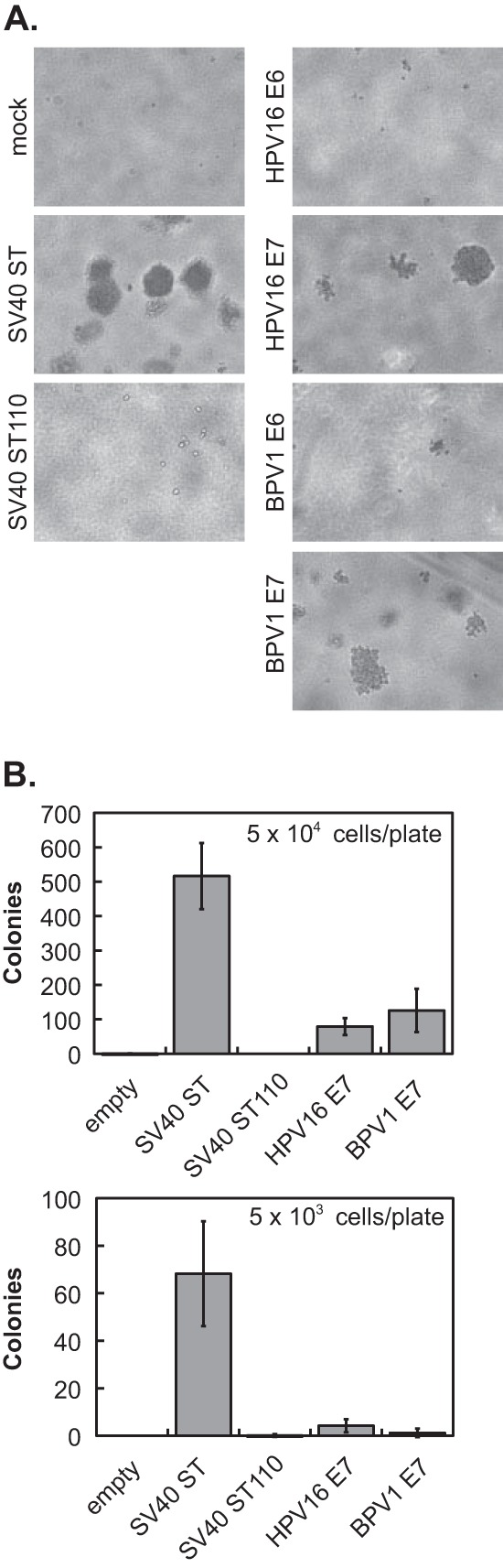 FIG 2