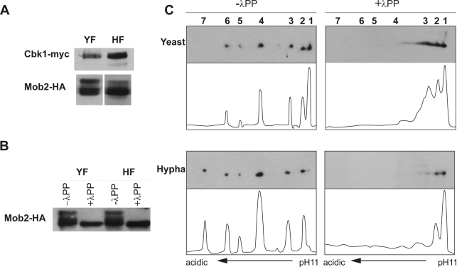 FIGURE 2: