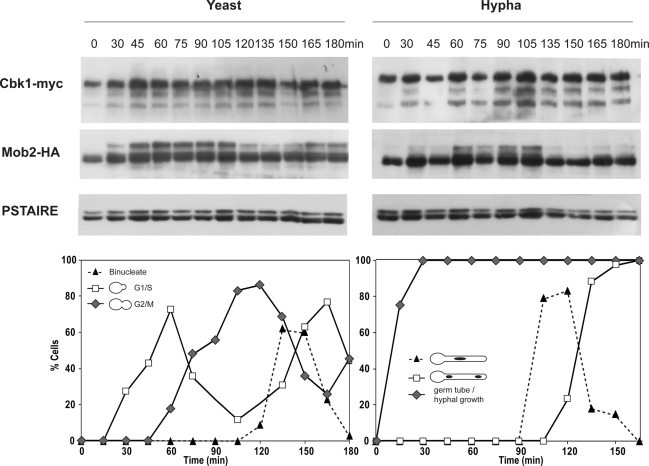 FIGURE 3: