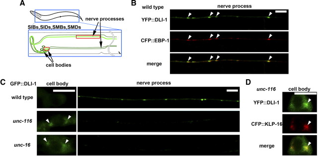 Figure 5.