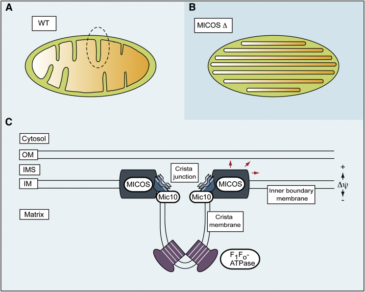 Figure 1