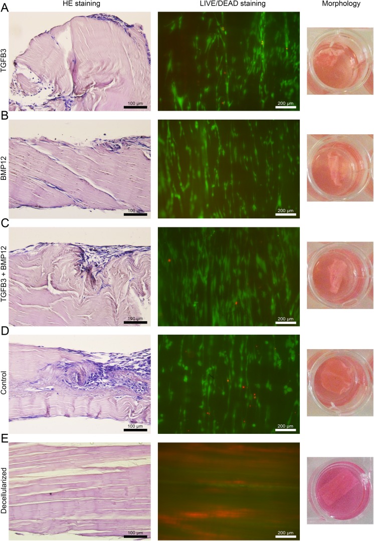 Fig 3.