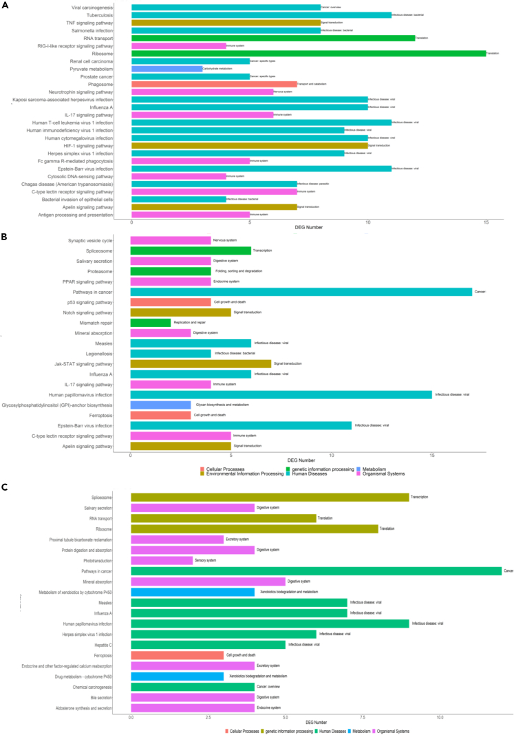 Unveiling the immunomodulatory shift: Epithelial-mesenchymal transition ...