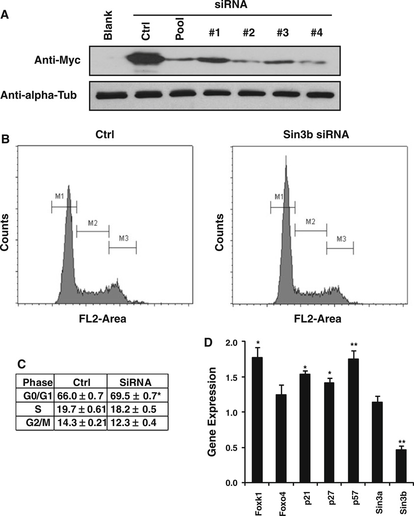 Sin3 Interacts With Foxk1 And Regulates Myogenic Progenitors - Pmc