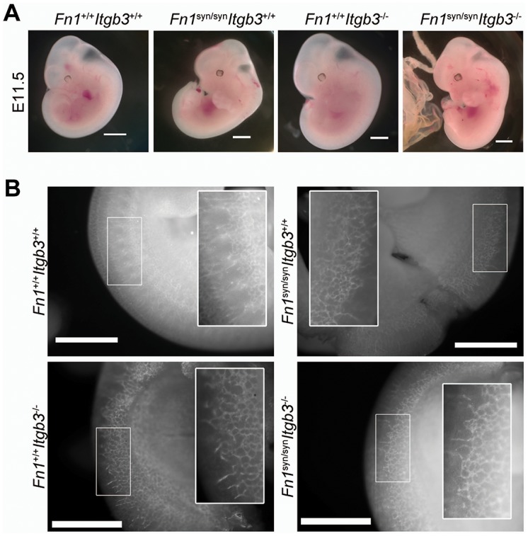 Figure 5—figure supplement 1.