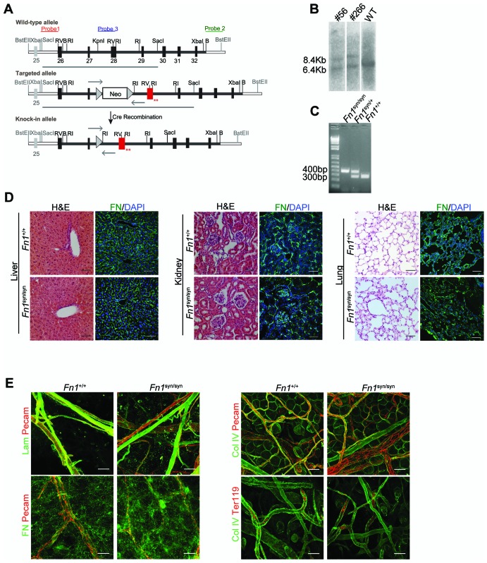 Figure 1—figure supplement 1.