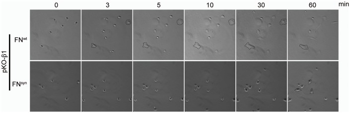 Figure 4—figure supplement 1.