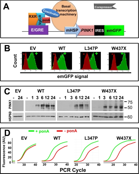 FIGURE 1.