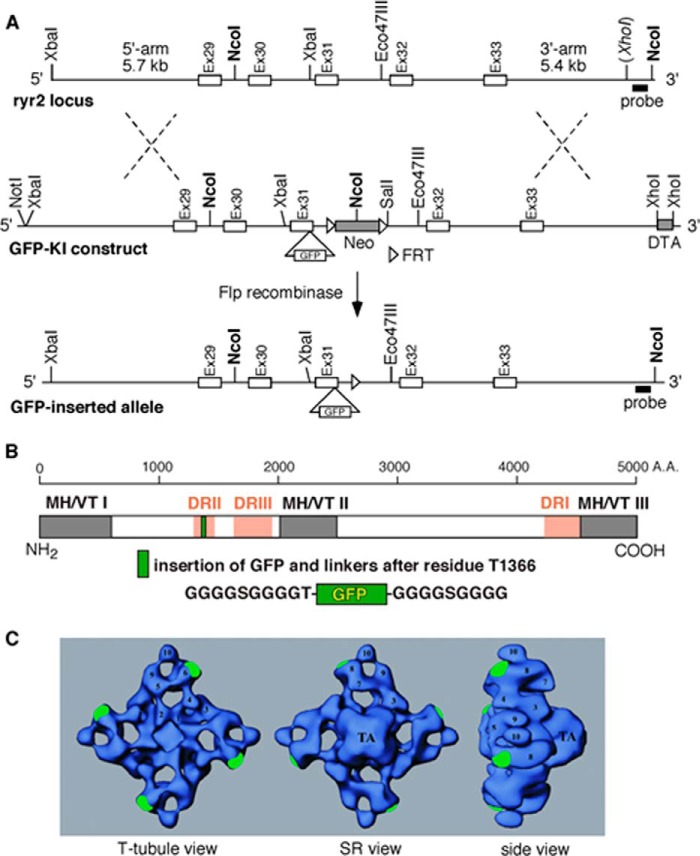 FIGURE 1.