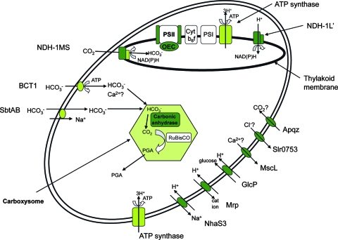 FIG. 2.