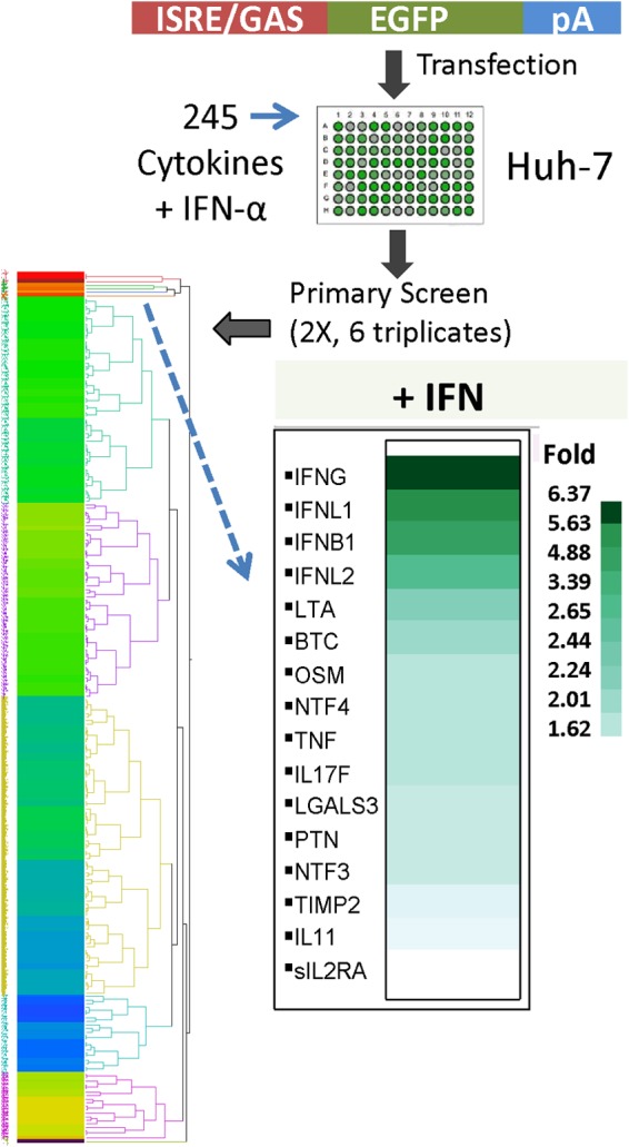 FIG 1