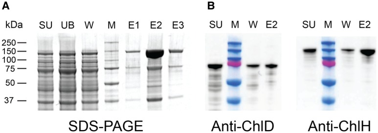 Figure 2.