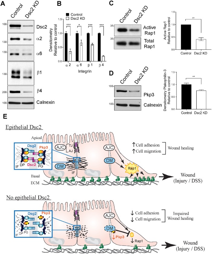 FIGURE 5: