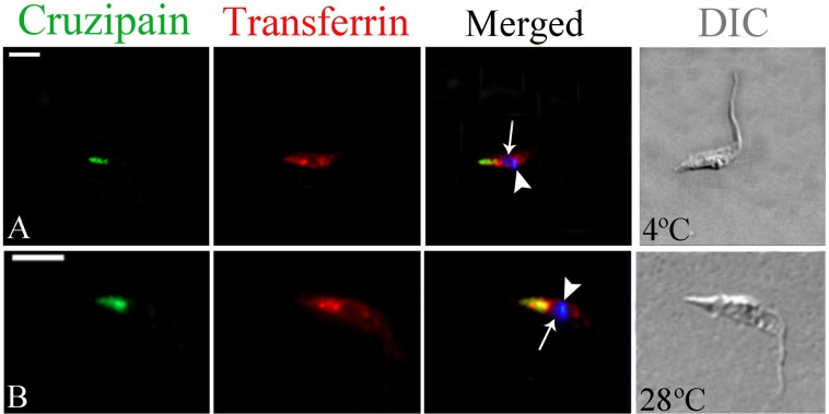 Fig 4