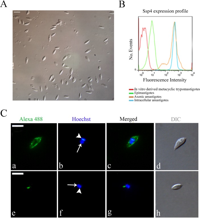 Fig 1