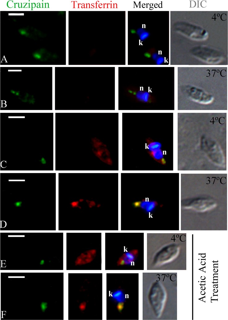 Fig 5