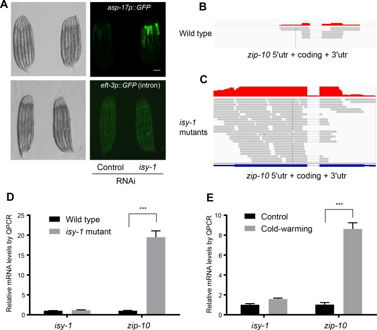 Figure 3—figure supplement 1.