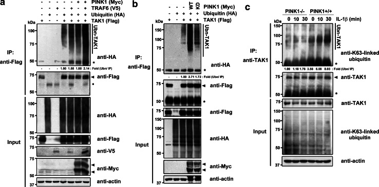 Fig. 6