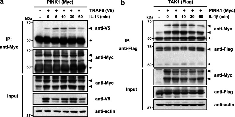 Fig. 2