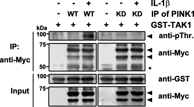 Fig. 8