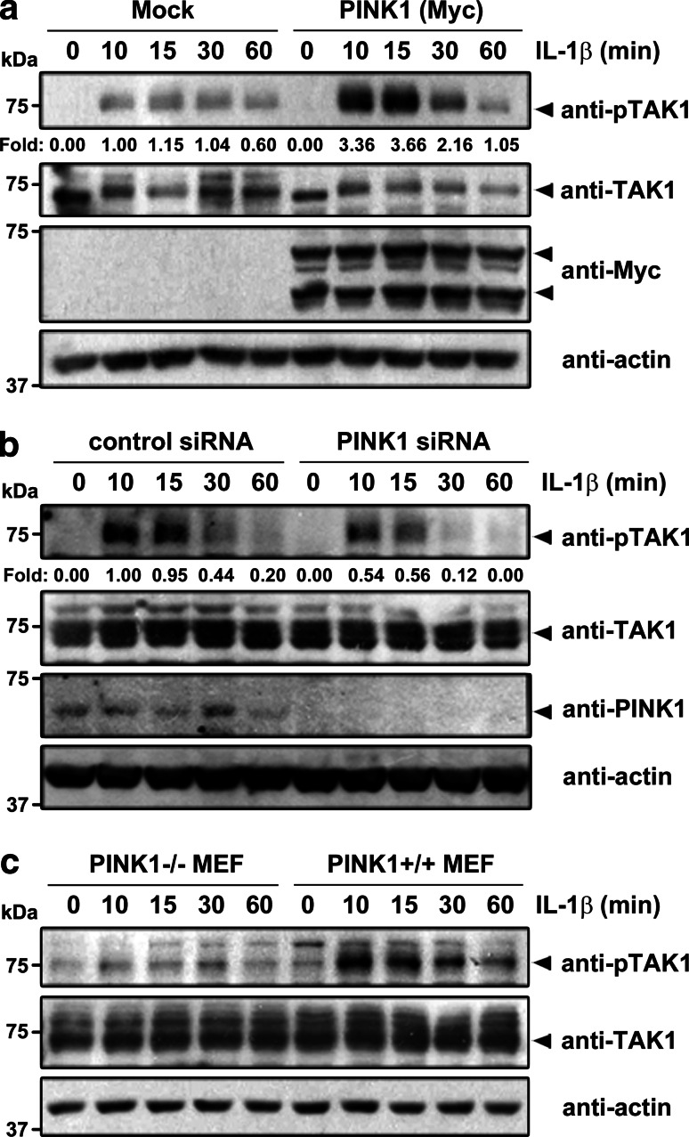 Fig. 7