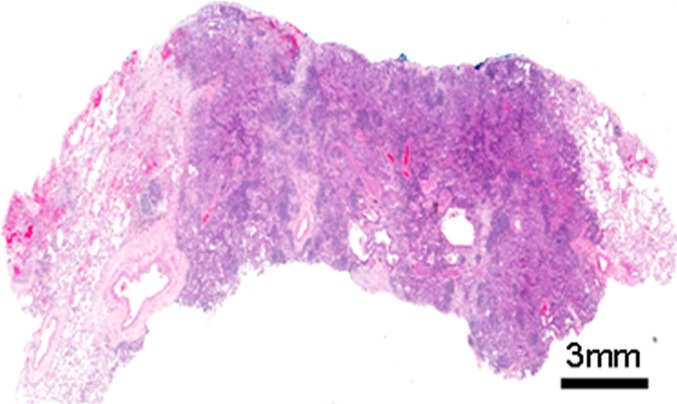 Figure 1c: