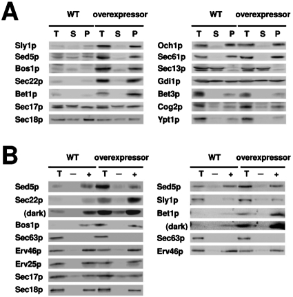 FIGURE 6: