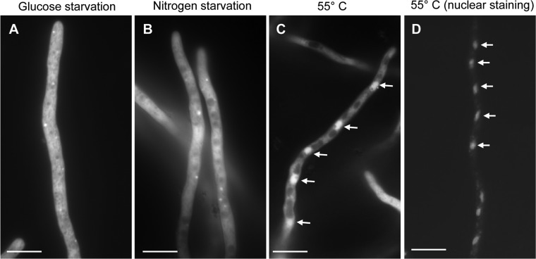 Fig 5