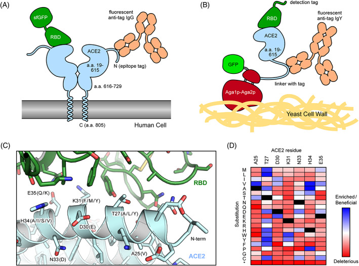 FIGURE 2