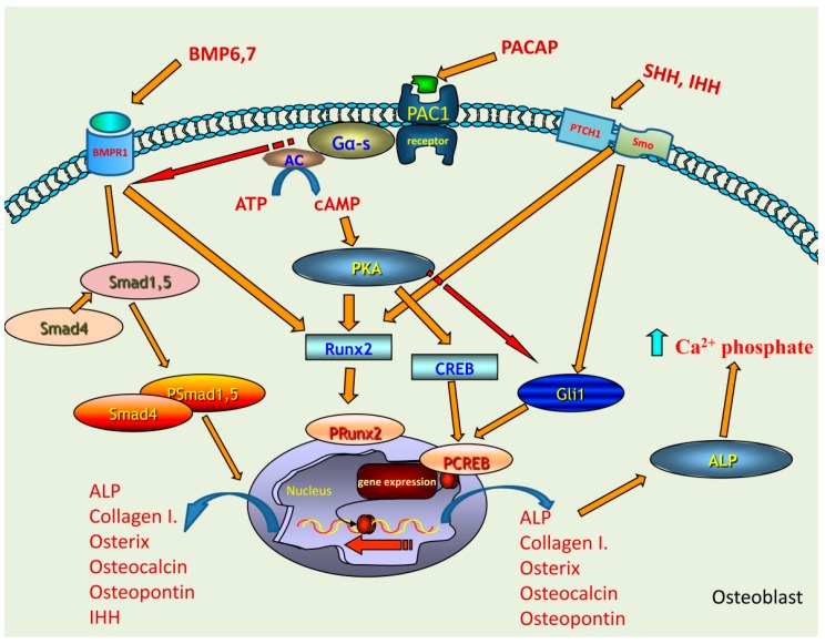 Figure 6