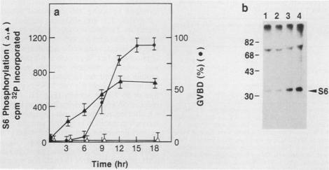 graphic file with name molcellb00039-0029-a.jpg