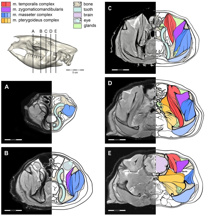 Fig 2