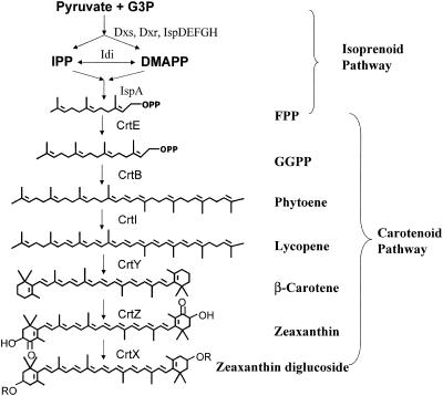 FIG. 2.